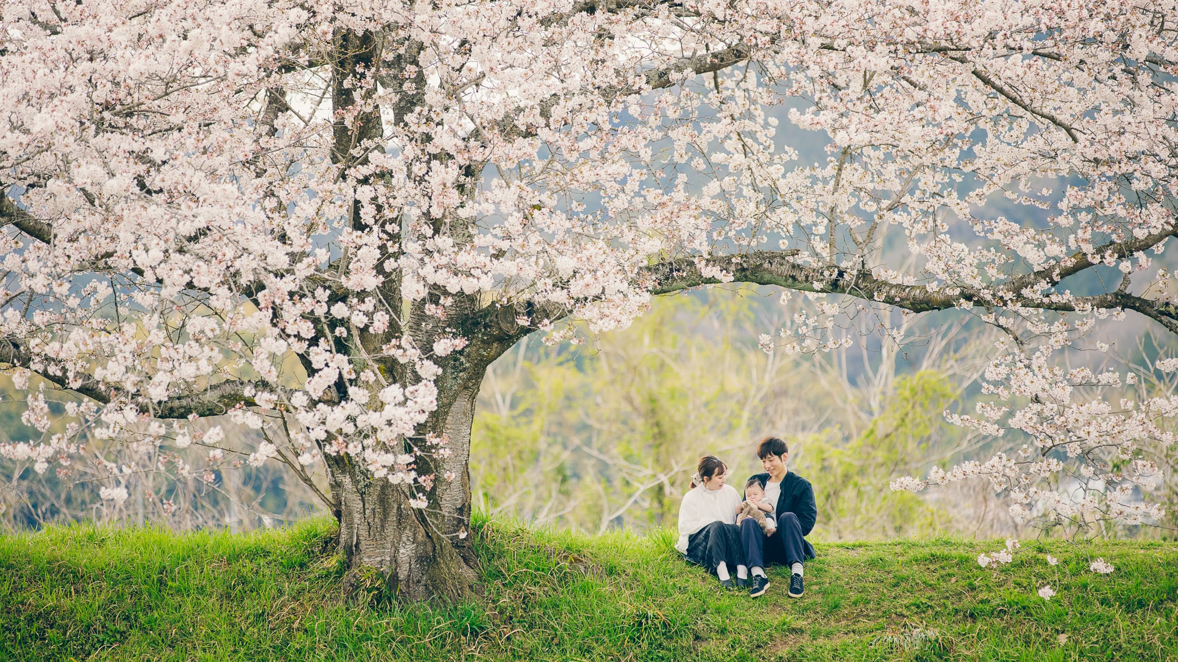 桜の木の下で寛ぐ家族